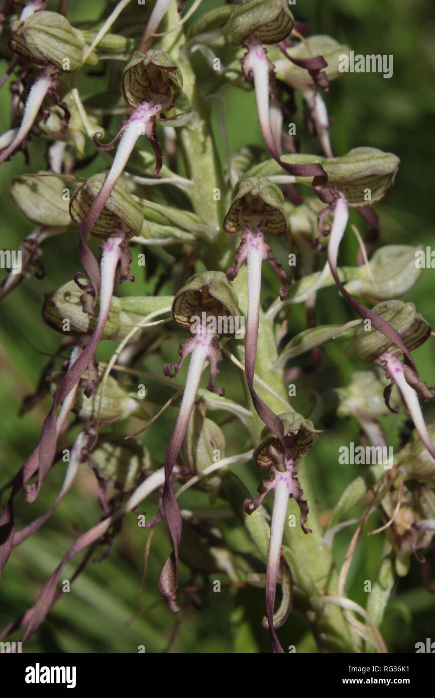 Lizard Orchid (Himantoglossum hircinum) Blütezeit, in der Rureifel im Westen Deutschlands. Stockfoto