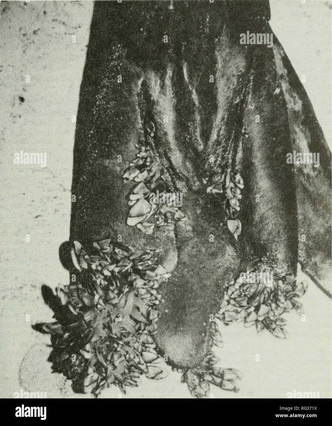 . Kalifornien Fisch und Wild. Fischerei - Kalifornien; Spiel und Spiel - Vögel - Kalifornien; Fische - Kalifornien; Tier Bevölkerungsgruppen; Pêches; Gibier; Poissons. 125. Abbildung 1. Aggregate von Lepas anatifera auf die Hinterbeine Schläger eines Mirounga leonina angustirostris. Foto - Grafik von Lynn Amaya, Oktober 1982. Bitte beachten Sie, dass diese Bilder sind von der gescannten Seite Bilder, die digital für die Lesbarkeit verbessert haben mögen - Färbung und Aussehen dieser Abbildungen können nicht perfekt dem Original ähneln. extrahiert. Kalifornien. Abt. der Fische und des Spiels; Kalifornien. Fisch und Wild Kommission; Cali Stockfoto