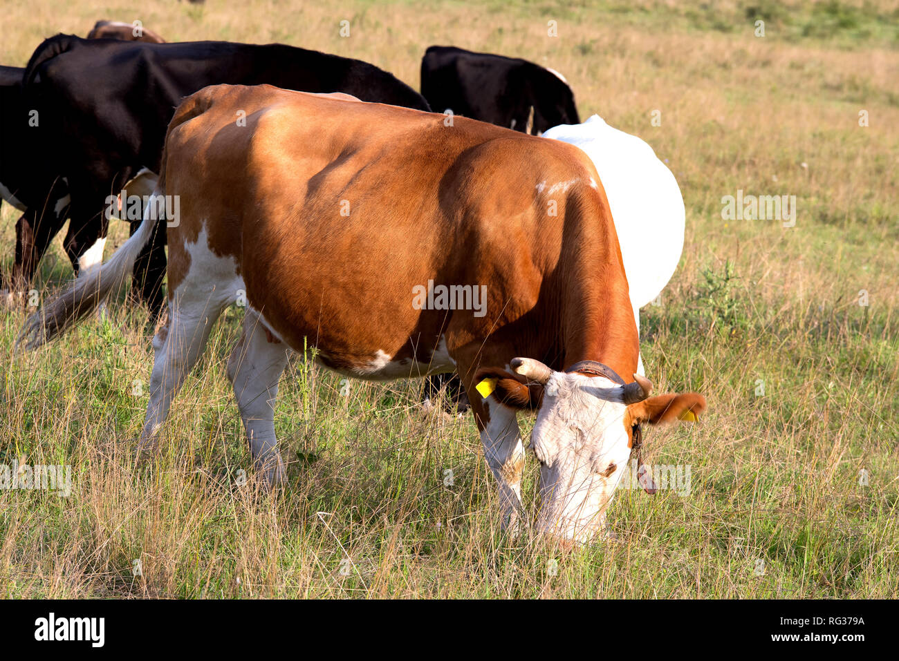 Kuhherde auf der Weide im Herbst Stockfoto