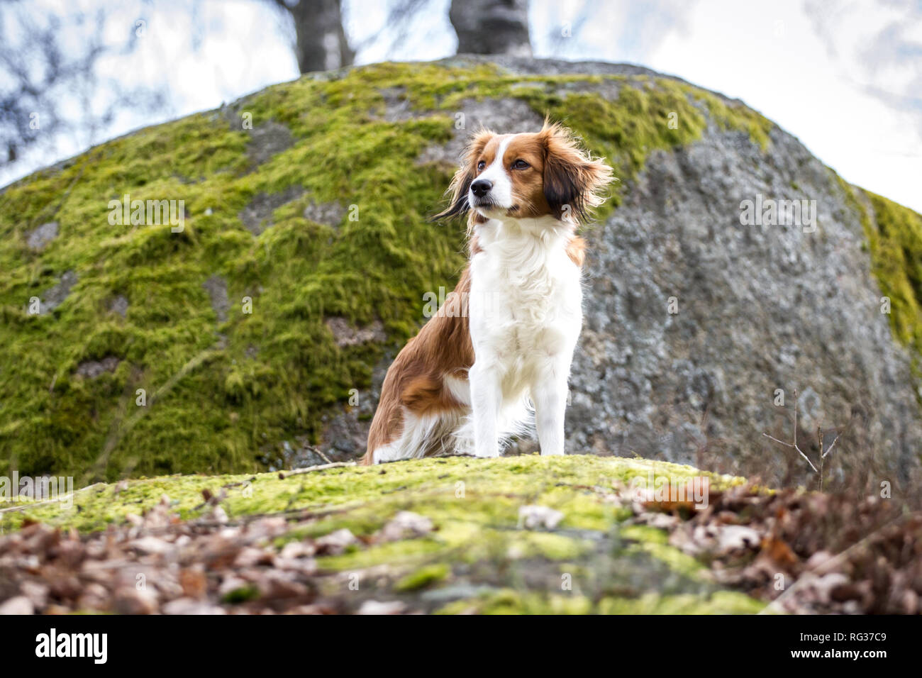 Nederlandse Kooikerhondje (Canis Lupus Familiaris) Stockfoto