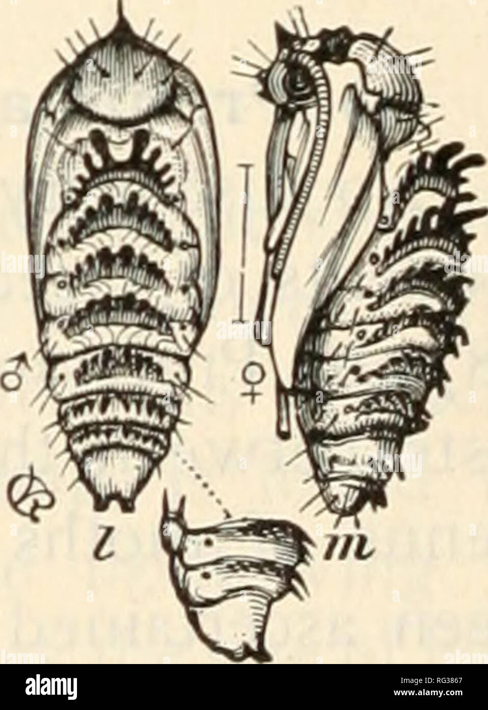. Der Schmetterling Buch; ein beliebter Leitfaden zur Erkenntnis der Schmetterlinge von Nordamerika. Schmetterlinge -- Nordamerika. Abb. 262. - S. yuccasella. Ein, lar-va; b, weibliche Motte mit geschlossenen Flügeln; c. mit Flügeln erweitert; d, Seitenansicht der Larven Segment; e, Kopf der Larve von unten;/, tun. Von oben; g, thorakale Bein tun. ; H, Maxilla;/, Unterkiefer; j, Spin-neret und labialen Palpen; k, Antenne, vergrößert. (Nach Riley, "Insekten", Bd. IV, S. 360.) Tineidae Pollen mit ihren Mund, die eigentümlich geändert wird, damit ihr, dies zu tun, und wendet dann die Pollen auf die Narbe mit Stockfoto