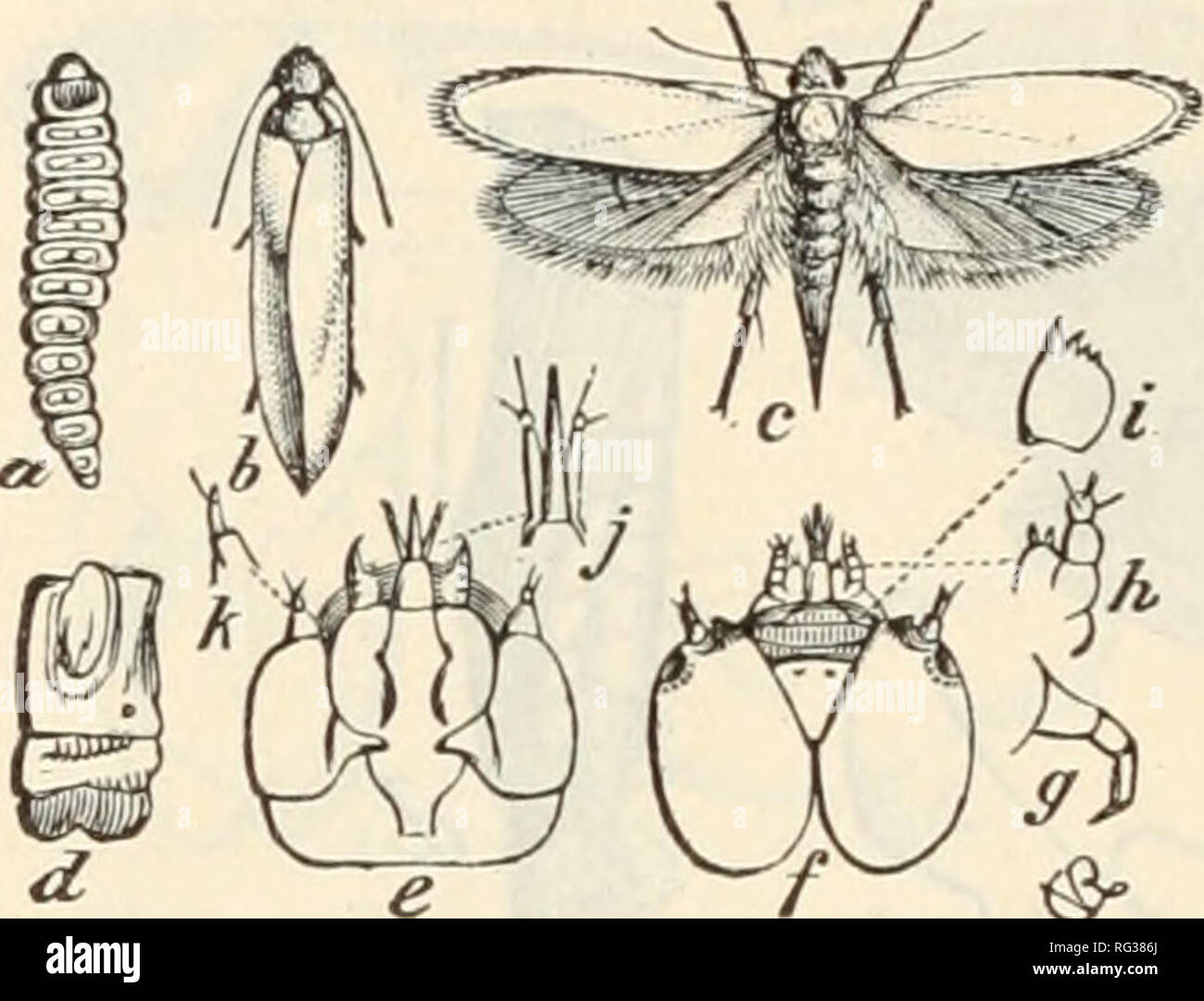 . Der Schmetterling Buch; ein beliebter Leitfaden zur Erkenntnis der Schmetterlinge von Nordamerika. Schmetterlinge -- Nordamerika. Abb. 262. - S. yuccasella. Ein, lar-va; b, weibliche Motte mit geschlossenen Flügeln; c. mit Flügeln erweitert; d, Seitenansicht der Larven Segment; e, Kopf der Larve von unten;/, tun. Von oben; g, thorakale Bein tun. ; H, Maxilla;/, Unterkiefer; j, Spin-neret und labialen Palpen; k, Antenne, vergrößert. (Nach Riley, "Insekten", Bd. IV, S. 360.) Tineidae Pollen mit ihren Mund, die eigentümlich geändert wird, damit ihr, dies zu tun, und wendet dann die Pollen auf die Narbe mit Stockfoto