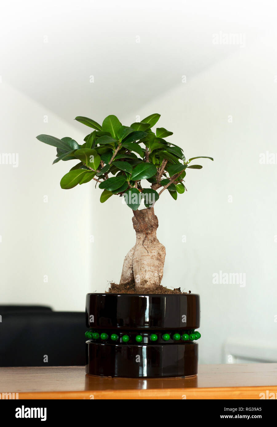 Nahaufnahme eines schönen Bonsai Ficus Ginseng in einem schwarzen Topf. Feng Shui mini Tree Stockfoto