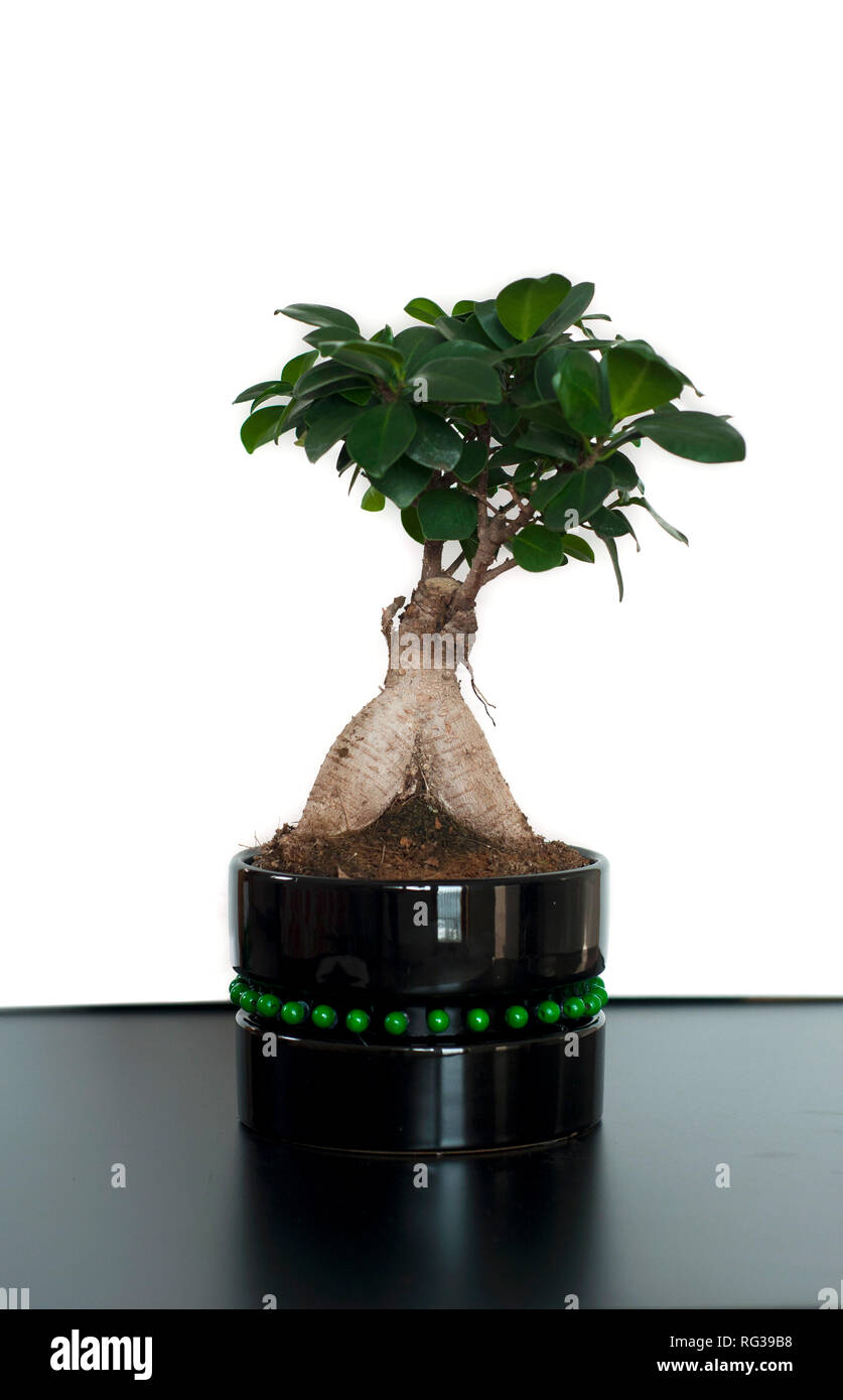 Nahaufnahme eines schönen Bonsai Ficus Ginseng in einem schwarzen Topf. Feng Shui mini Tree Stockfoto
