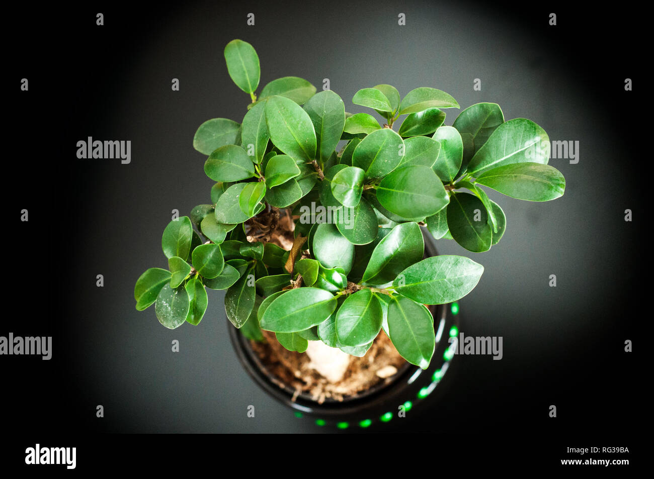 Nahaufnahme eines schönen Bonsai Ficus Ginseng in einem schwarzen Topf