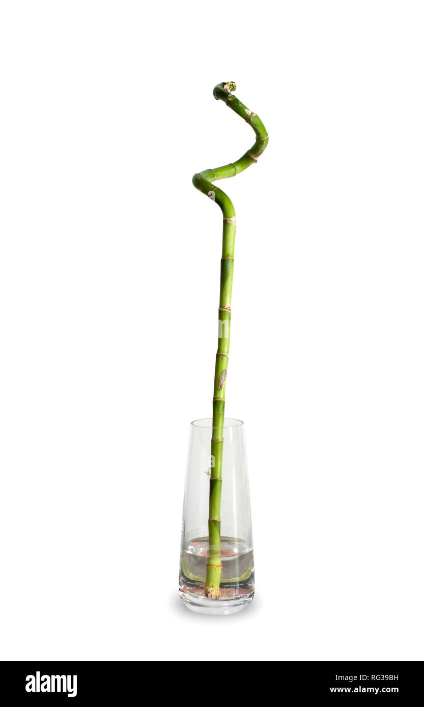 Eine root Bambus in einer klaren Glas Vase. Bambus in einem Glas Vase auf  weißem Hintergrund. Lucky Bamboo Stockfotografie - Alamy