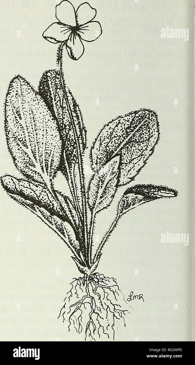 . Die kanadische Feld - naturforscher. 492 Die kanadische Feeld-Naturalist Vol.112 so früh Hairgrass {Aira Beurre), Orchardgrass (Dactylis Glomerata). Hedgehog Dogtail (Cynosurus echinatus) und süßen Vernalgrass (Anthoxanthum Odoratum), und verschiedene Arten von Kohlrübe. Einige Stände werden im Unterwuchs von Sträuchern dominiert, insbesondere Snowberry (Symphoricarpos albus) und Scotch Broom {Cytisus Scoparius), die effektiv Schatten aus vielen krautigen Arten. Die Böden sind in der Regel orthic sombric brunisols (Roemer 1972). Einige Populationen sind auch auf rel-relativ steilen felsigen Hängen, wo Que entfernt wurde Stockfoto