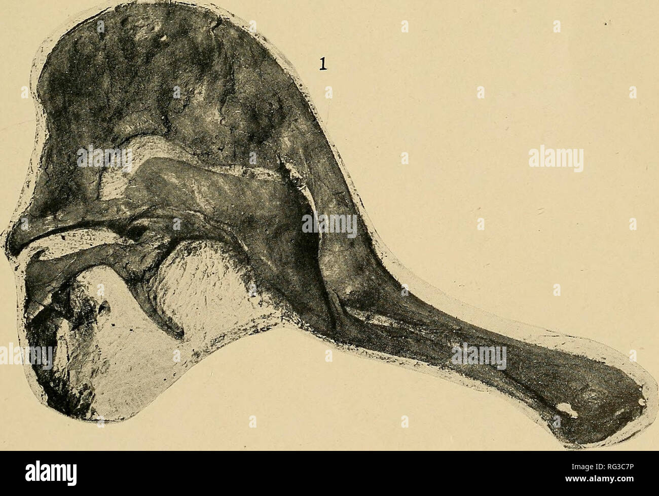 Corythosaurus Stockfotos Und Bilder Kaufen Alamy