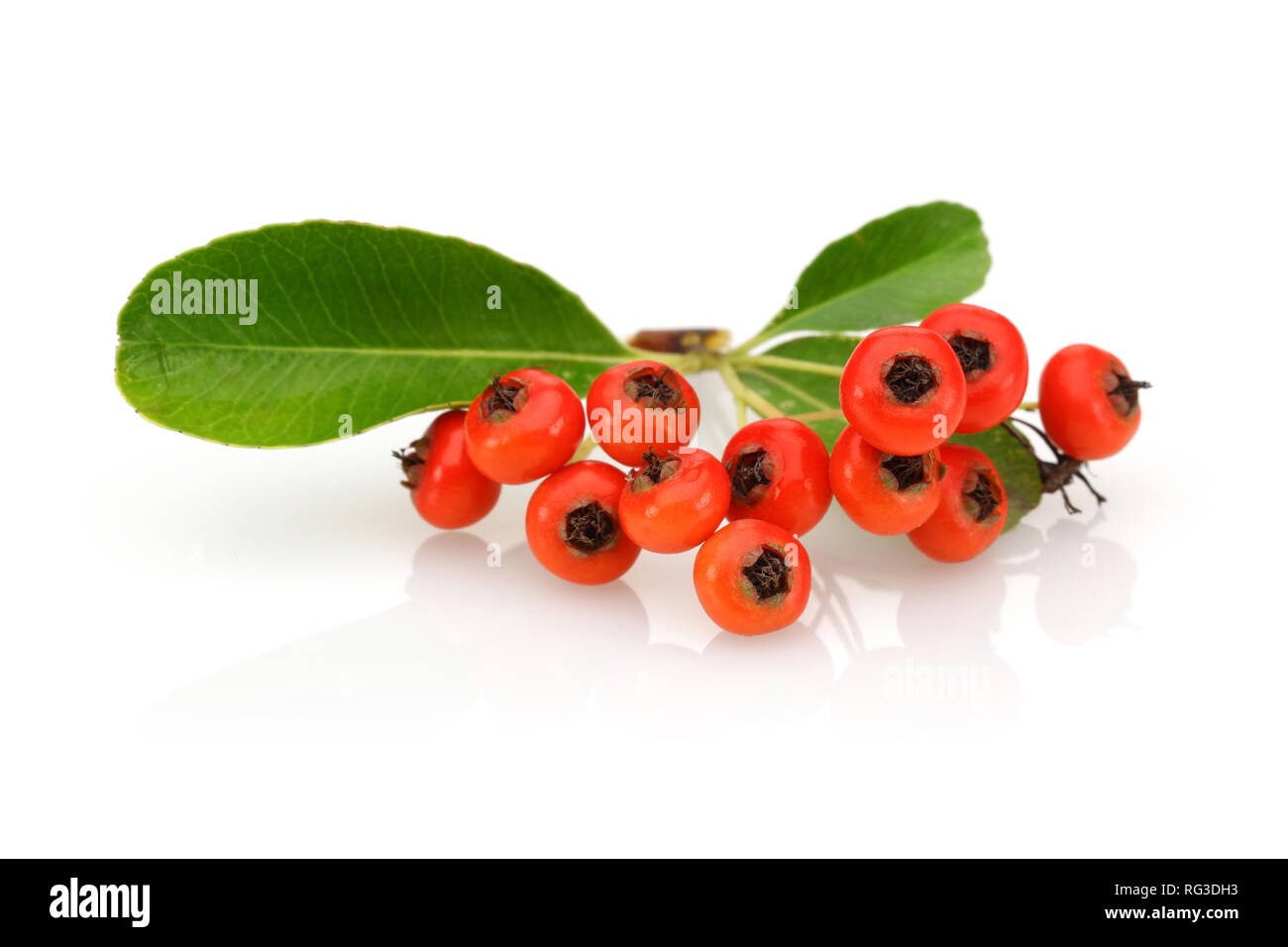 Sanddorn (Sea Berry) und Blätter auf weißem Hintergrund Stockfoto