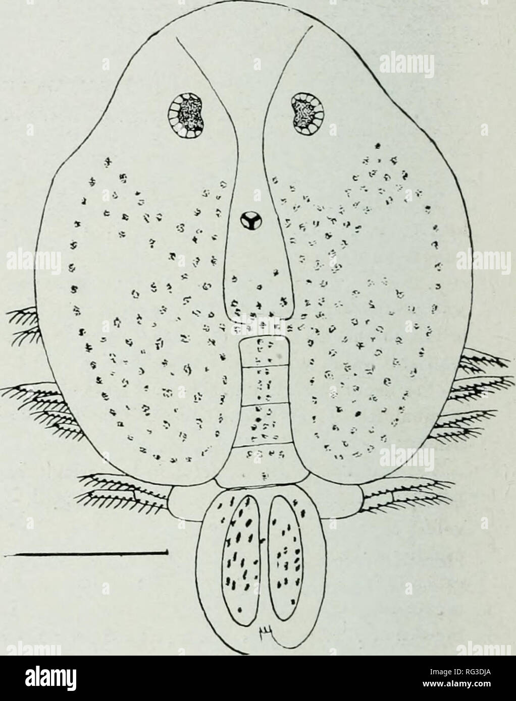 . Die kanadische Feld - naturforscher. Natural History. Abb. 4. Argulus idperatus; maxilliju würde der männlichen; Miuch cnlargi-d. Die maxillipeds sind eher kurz, aber stout; die dreieckige Platte auf ihre Basis ist breit posterior und vieles vorher verengt, sondern erstreckt sich auch auf den vorderen Rand der Anhängsel; die Zähne sind lang und breit und grob gerundet. Innerhalb der Basis der Anhängsel, auf der ventralen Oberfläche der Kopf, ist ein Zubehör Zahn von dem gleichen Muster wie die auf der Platte selbst. Die rami Der schwimmen Beine erreichen deutlich über den Rand des Panzers. Die Nocken en der basalen Stockfoto