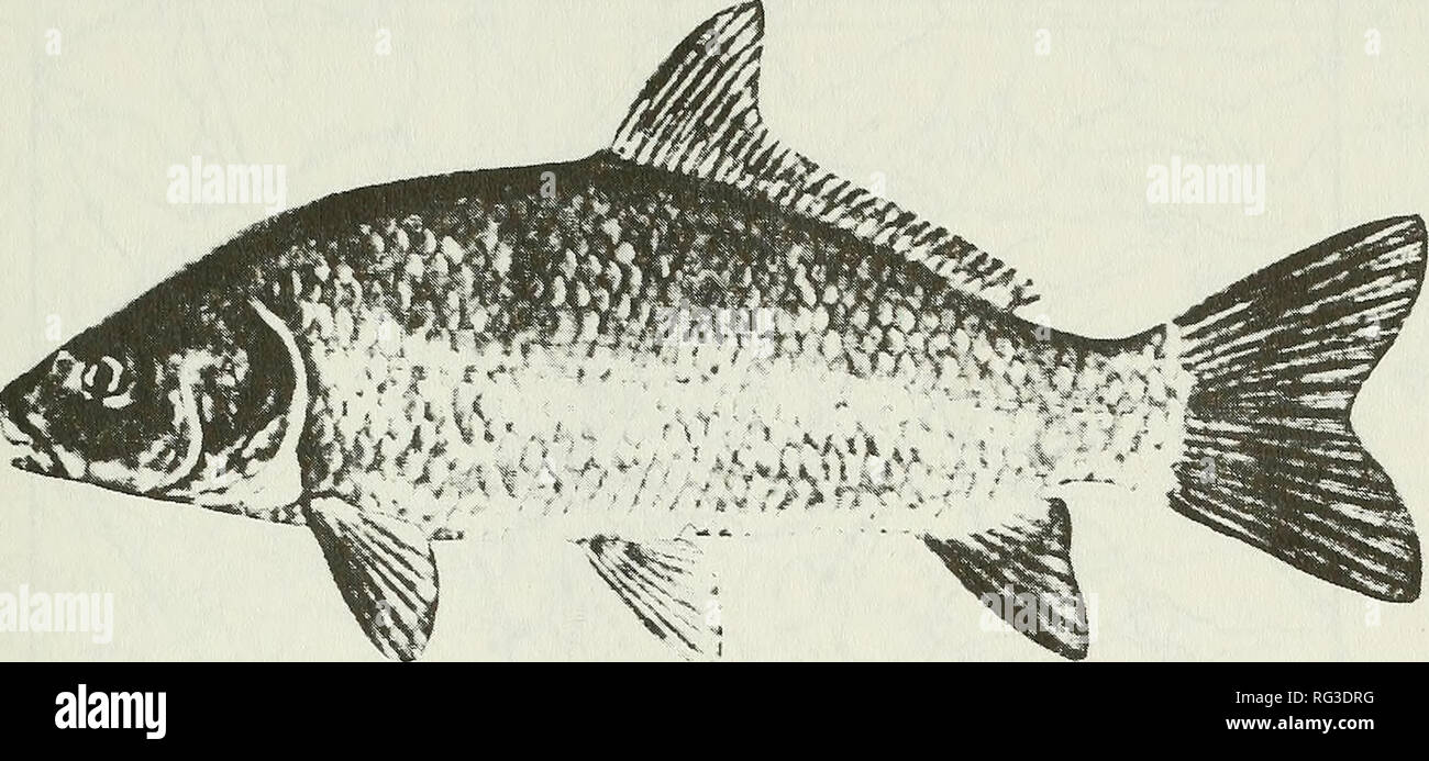 Ictiobus bubalus Fotos und Bildmaterial in hoher Auflösung Alamy