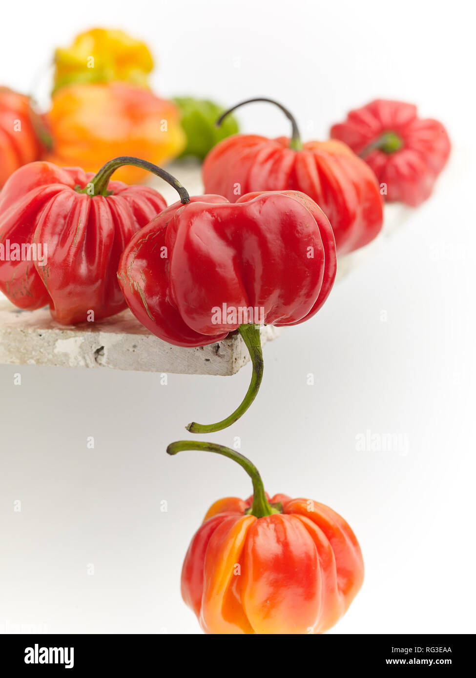 Bunte Scotch Bonnet Chili, Essen still life Foto Stockfoto