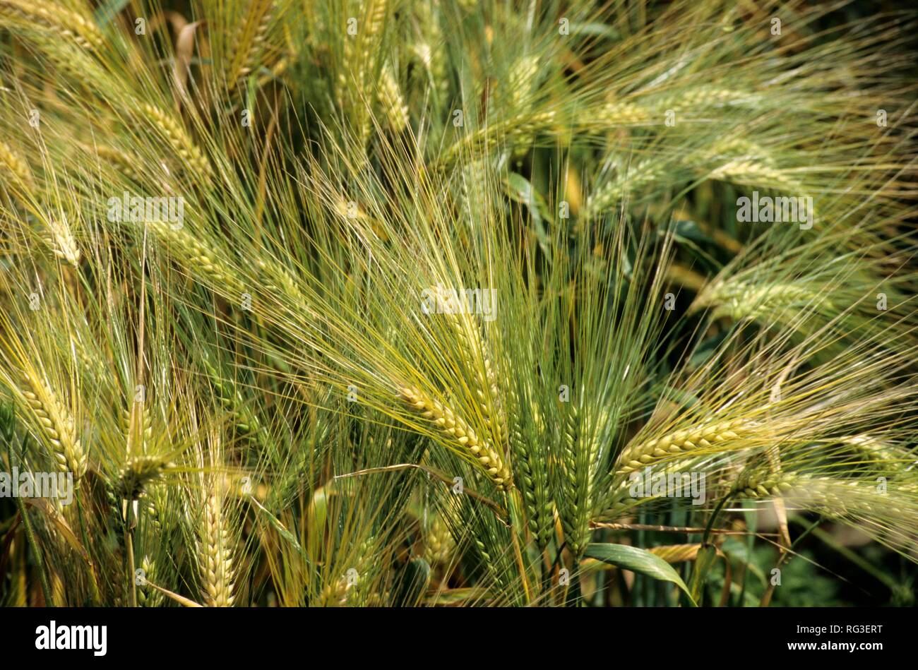 DEU, Deutschland: Pflanzen, Gerste. Stockfoto