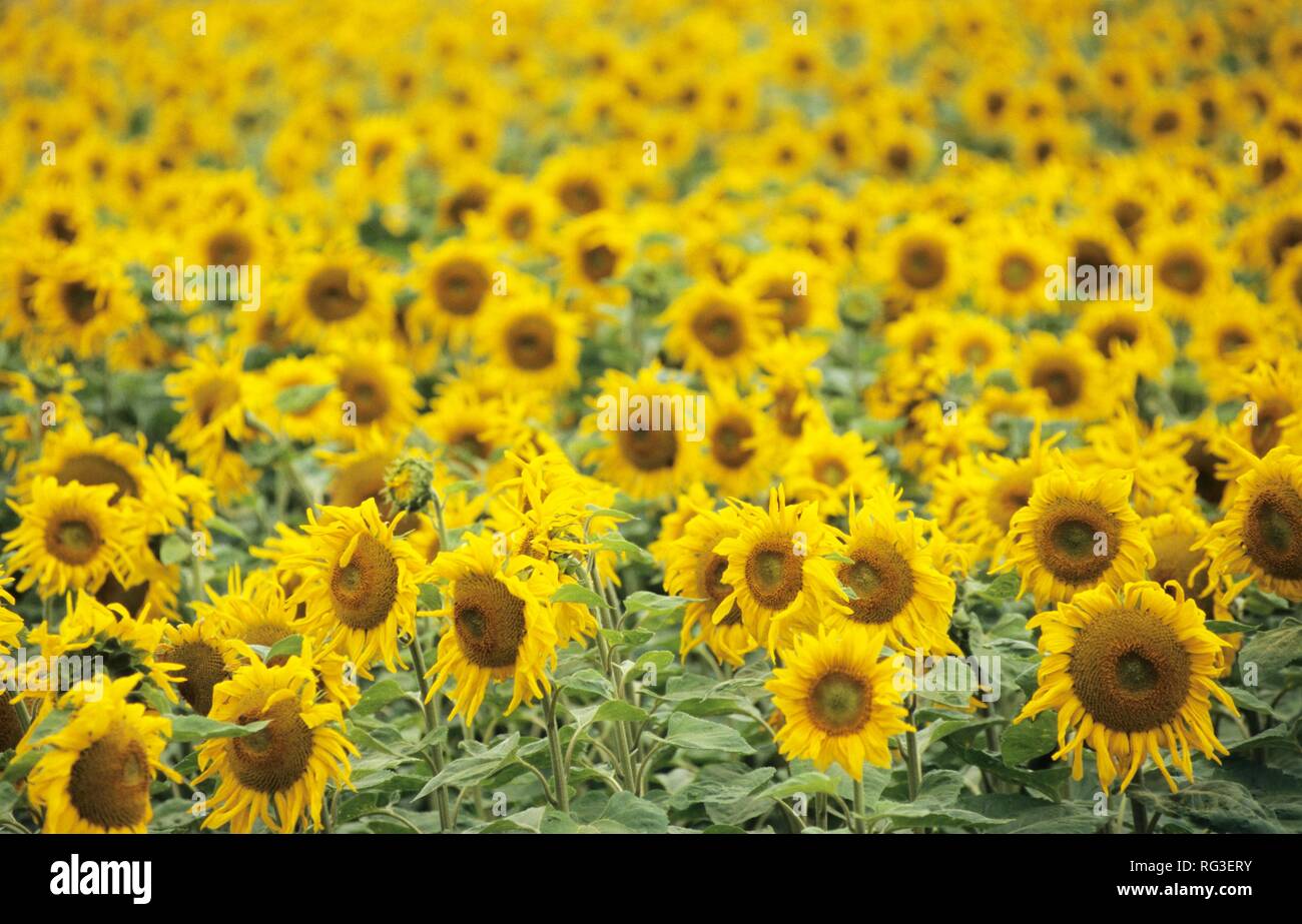 DEU, Deutschland: Pflanzen, Sonnenblumen. Stockfoto