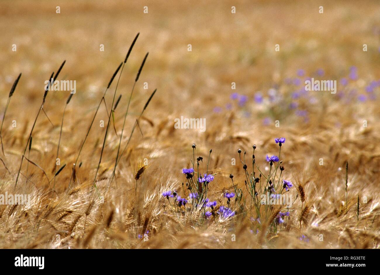 DEU, Deutschland: Pflanzen, ein gerstenfeld mit Kornblumen. Stockfoto