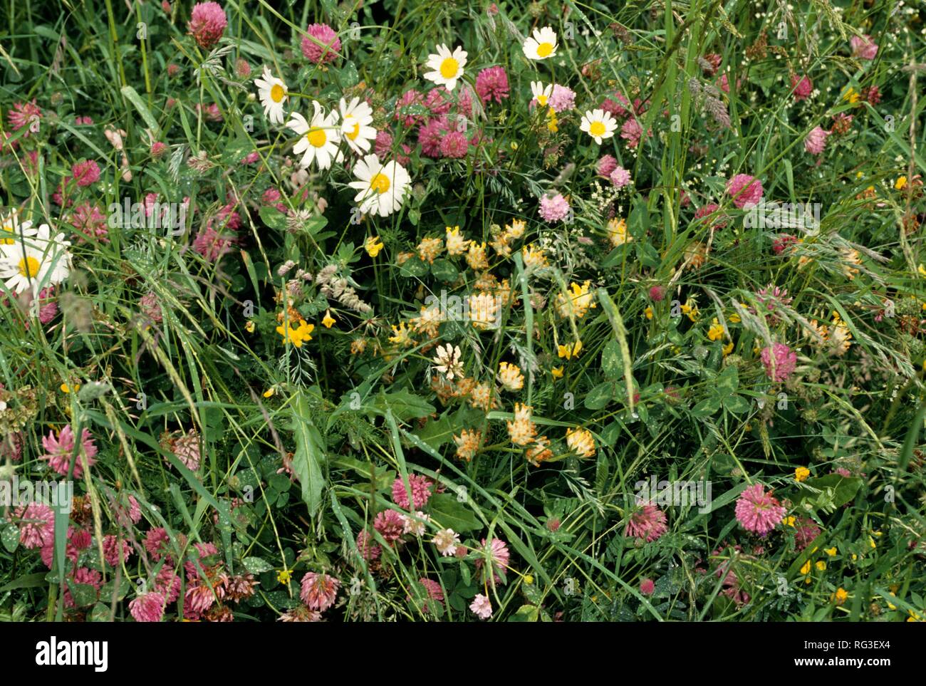 DEU, Deutschland: Pflanzen, Klee und Salbei. Stockfoto