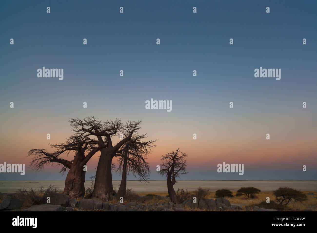 Baobabs bei Sonnenuntergang Stockfoto