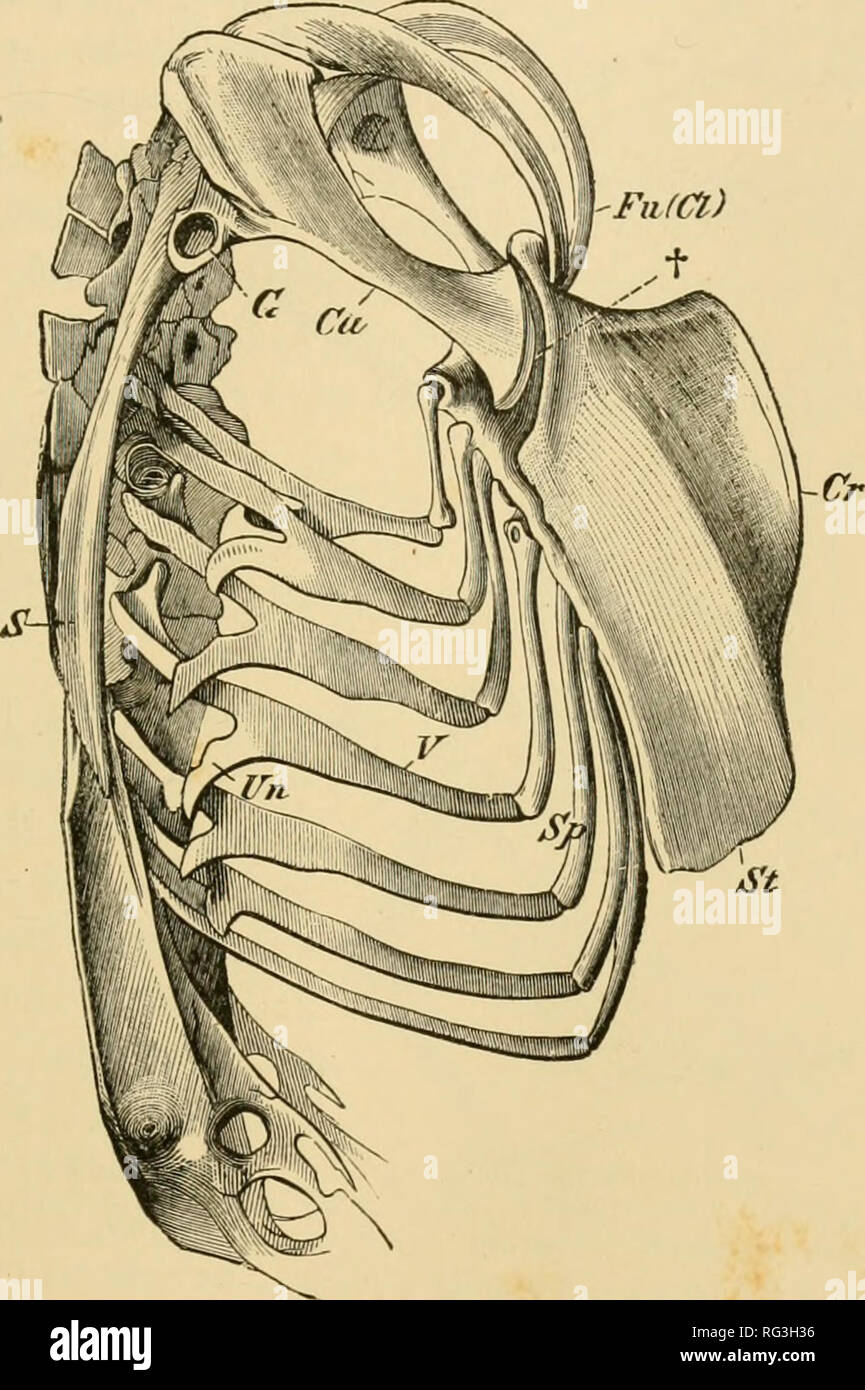 . Die Cambridge Natural History. Zoologie; Europa Geral. Skelett 7 Vögel, und bestimmte Sturmvögel, aber schwindet fast zu verschwinden in einigen flugunfähige Formen wie der Dodo, der Kakapo {S'tringcrp^C), den erloschenen Neuseeland Gans (Cnemiornis), und viele schienen. Das Fehlen einer Kiel ist charakteristisch für die Anderen und kleineren Gruppe von Vögeln, die aus der Strauß, Ehr, Emeu und. Abb. 2. âSkeleton des tnmk eines Falken. CÂ", coracoid, die artikuliert mit dem Brustbein {St) in f; CV, Kiel von Brustbein; Fii (67), (furcula Schlüsselbeine); G, glenoid Hohlraum für humerus;. S', Scai) Ula; Stockfoto