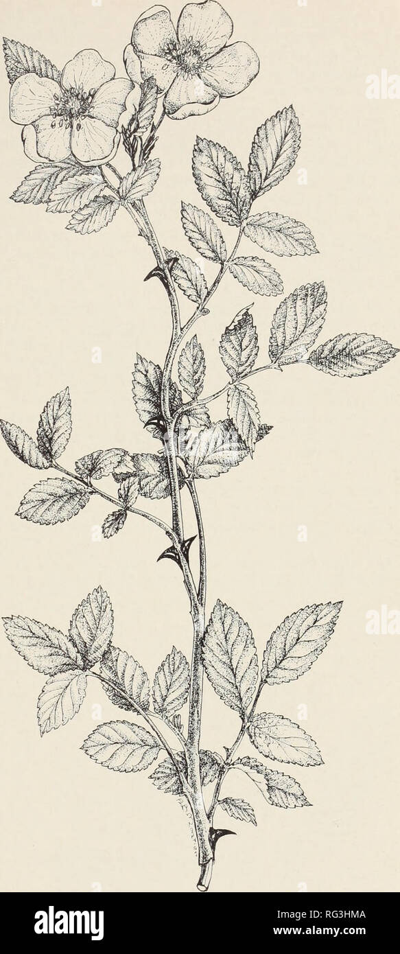 . Kalifornien Bereich brushlands und durchsuchen Pflanzen. Durchsuchen (Tierfutter); Pinsel; Futterpflanzen. California Wild Rose (Rosa californica). Dieses attraktive weit distrib-beigetragen Tierarten in einigen Gemeinden liefert reichlich durchsuchen, insbesondere Relished von Schafen, Ziegen und Hirschen. Futter, auch auf Sie. Die meisten Laub ist innerhalb der Reichweite von Weidetieren. Rosen (Rosa) Die Rose, ob eine wilde Arten oder einen Garten hybrid, probablv ist die beliebteste und bekannteste Blume in der ganzen Welt. In alten Schriften erwähnt, in poetrv und Literatur im Laufe der Jahre gelobt, wachsen in der g Stockfoto