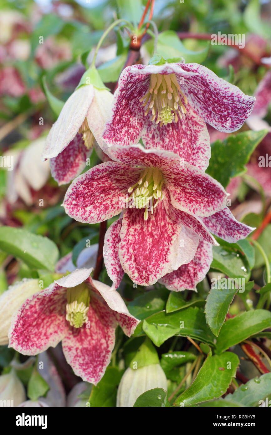 Winter Clematis Stockfotos Und Bilder Kaufen Alamy