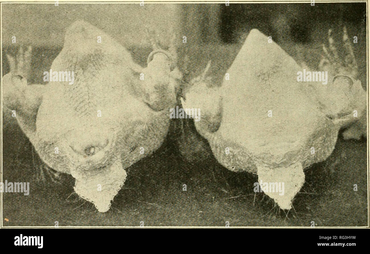 . Der Aufruf der Henne, oder die Wissenschaft von der Auswahl und Zucht Geflügel für ei-Produktion. Geflügel. Abb. 124 - DARSTELLUNG DER UNTERSCHIED IN DER Abdominal- kapazität Beachten Sie die große, weiche, biegsame Abdomen der Hersteller auf der linken Seite, gegenüber den kleinen, harten Bauch der Hersteller auf der rechten Seite. Diese Abbildung zeigt auch deutlich den Unterschied in der Größe von Vent in einem guten Schicht im Vergleich mit einem armen Schicht. Foto aus New Jersey Experiment Station.. Bitte beachten Sie, dass diese Bilder aus gescannten Seite Bilder, die digital für die Lesbarkeit erhöht worden sein können extrahiert werden - Färbung Stockfoto