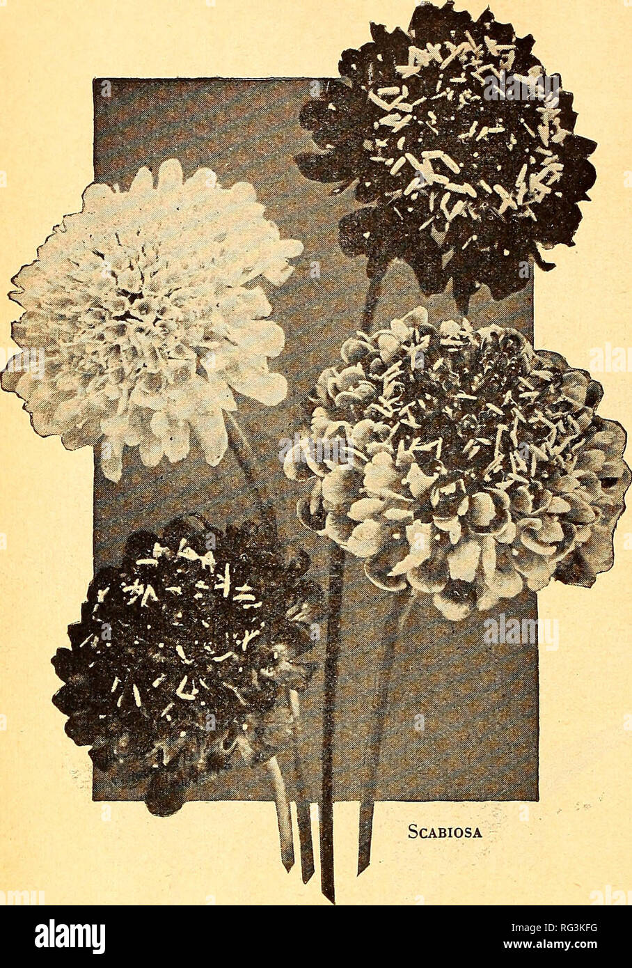 Kalifornien Im Garten Arbeiten Baumschulen Gartenbau Kataloge Blumen Samen Kataloge Pflanzen Zierpflanzen Gemuse Samen Kataloge Kataloge Kataloge Baume Graser Samen Kataloge Gartengerate Und Zubehor Kataloge Germain S Los Angeles Seit Ich 8