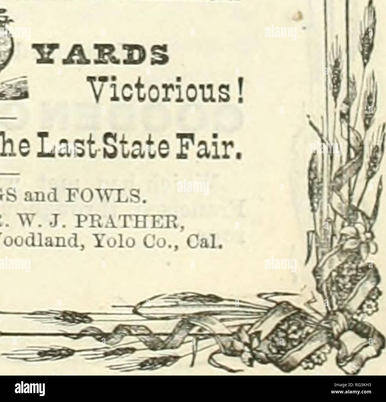 . Kalifornien Landwirt und Live stock Journal. Landwirtschaft - Kalifornien; Nutztiere - Kalifornien; Tier Industrie - Kalifornien. JACKSON LEWIS, DEAXK in wATEHEusmuiramutc. AKi'Ut für bis-DXASaOSTD SFZiCTACZiES gefeiert, auch der brasilianische Kieselsteine und gemeinsamen Glasseii, 259 Santa Clara, San Jose. CrEO, B. HARMON, eHoicsmLfisiiEUEOvisms, Tee, Kaffee, Zigarren, Tabak, Öl, Lampen, etc. Alle waren GARANTIERT ERSTKLASSIGE BEZEICHNUNG S--C ASCHE! ^ GEOr GE B. HAPyMON, Su.-c-esKor zu C. k. IIOrOH. 311 Santa Clara, San Jose Bank Gebäude. WOODLAND FOUIiTB. r â â kJ VAB. BS siegreich! Die Hälfte der A Stockfoto