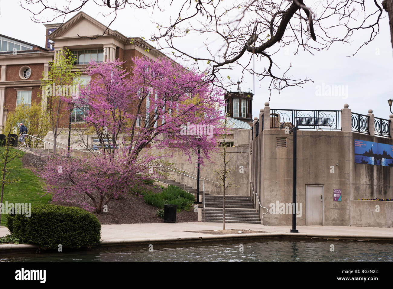 Cercis canadensis, die östliche redbud, entlang der White River Canal wachsenden Spaziergang im Frühjahr in Downtown Indianapolis, Indiana, USA. Stockfoto