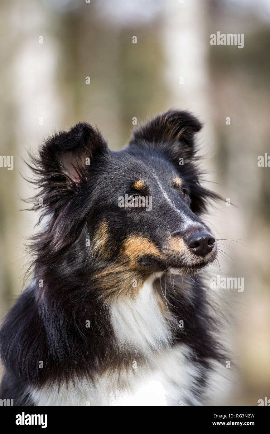 Porträt einer tricolor Shetland Sheepdog (sheltie) Stockfoto