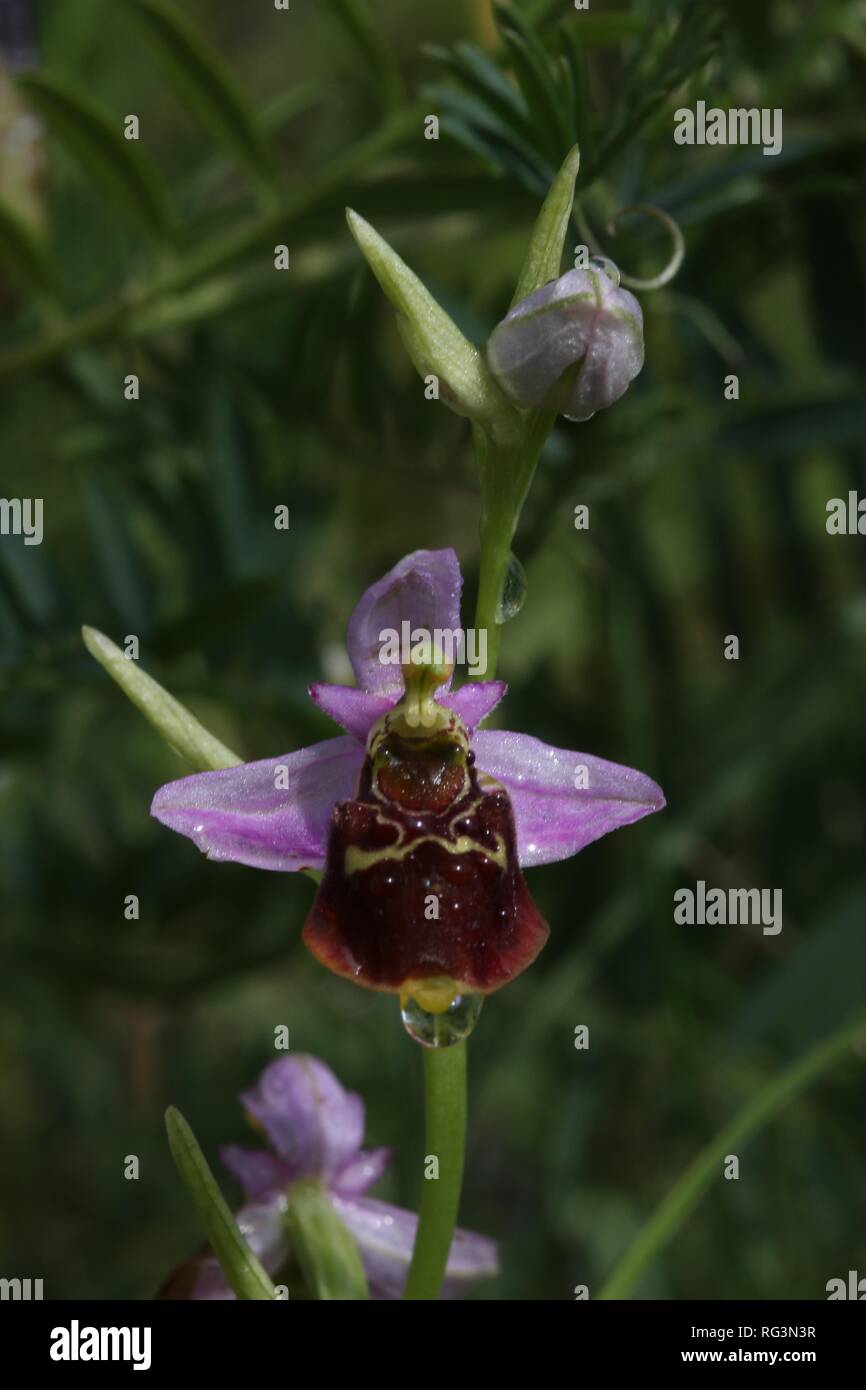 Ende Spider Orchid (Ophrys holoserica) Blühende in einem Naturschutzgebiet in der Region Südeifel, Deutschland. Stockfoto