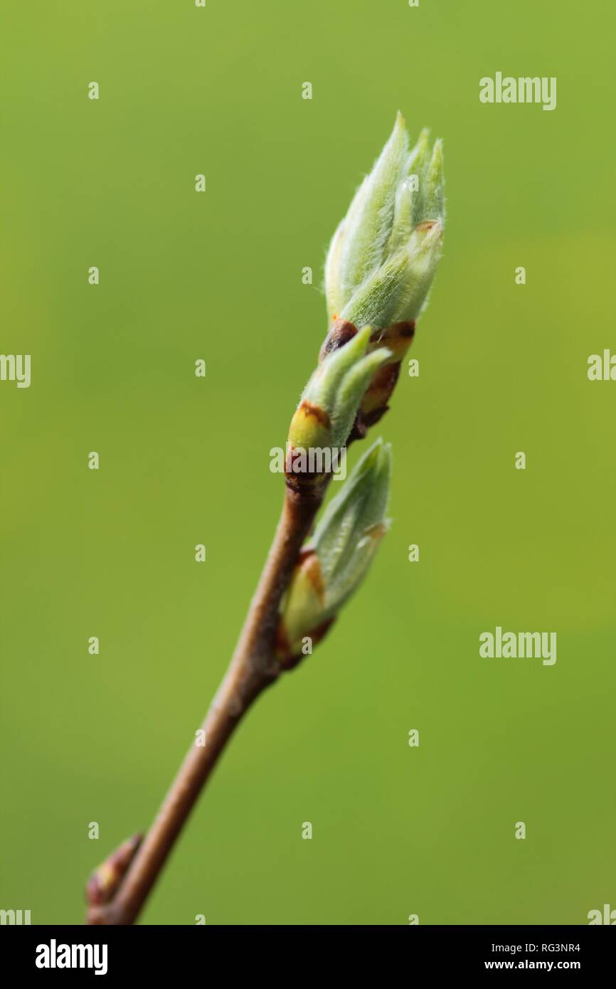 Neue Knospen auf Niederlassung im Frühjahr Saison, Baum, Zweige auf natürlichen, grünen Hintergrund Stockfoto