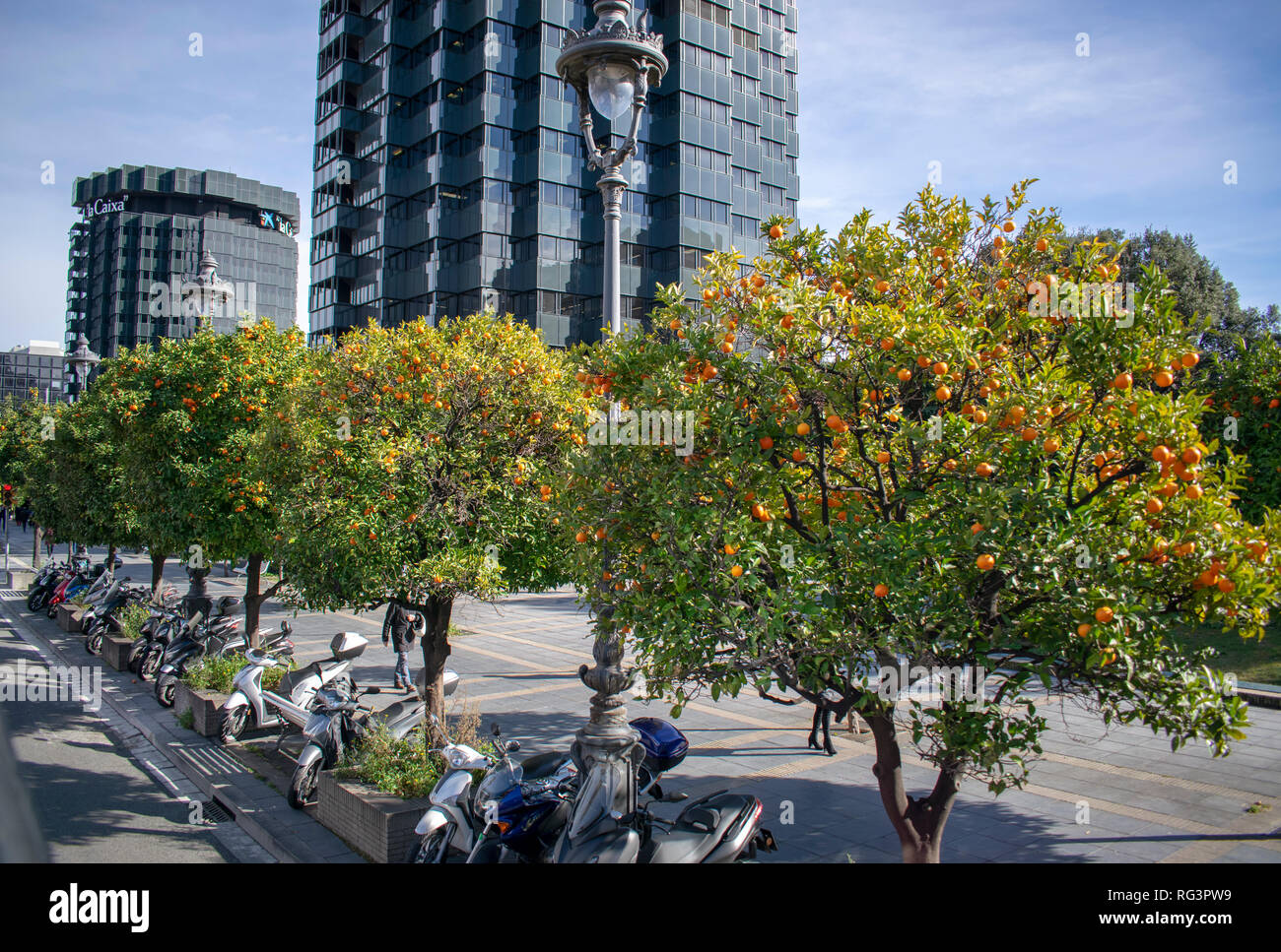 Barcelona Orange Bäume Stockfoto