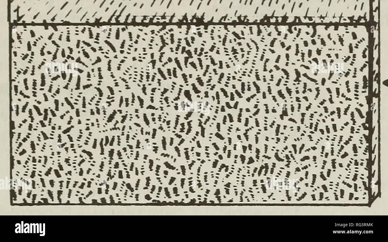 . Die kanadische Feld - naturforscher. Natural History. 1995 Proulx, Badry, Cole, Drescher, Kolenosky und Pawlina; Pocket Gopher 211.',/./V. 'V^T/-;, ^ / v â ¢^Â"^ Til r--: Jt=1 u U K^t, Maschendraht Karton â ¦ Vegetation-* â ¦ Mutterboden -&gt; Seite 0 40 I - Abbildung 1. Diagramm der Beobachtung Kammer. Die u-bahn Verhalten von Gopher war mit zwei Fernbedienung Panasonic WV 1854 Video-Kameras, die auf jeder Seite der Kammer aufgenommen. Die Kameras wurden mit einem Comiscar 15-180 mm f/1.9 1500 Objektiv und einem hohen Wirkungsgrad 500 W Infrarot Strahler (Avicom Industrielle Kommunikation ausgestattet, Stockfoto