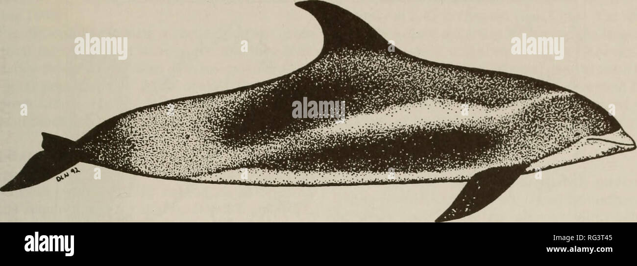 . Die kanadische Feld - naturforscher. Natural History. 2001 Lien, Nelson, und Hai: Status der Weiß-beaked Dolphin in Kanada 119. Abbildung 1. Weiß-beaked Dolphin {Lagenorhynchus albirostris). Von Dawn Nelson. pers und Fluke gezeichnet sind schwarz. Es gibt beträchtliche varia- tion in der Färbung zwischen Individuen (Reeves et al. 1996*), von denen einige möglicherweise auf Alter (Jonsgard 1962; Mercer 1973; Corbet und Südlichen 1977; DeBoer 1989). Verteilung der Weiß-beaked Dolphin ist nur in kalten gemäßigten und subarktischen Gewässern des Nordatlantik (Leatherwood und Reeves 1983; Katona et al. gefunden 1993); Stockfoto