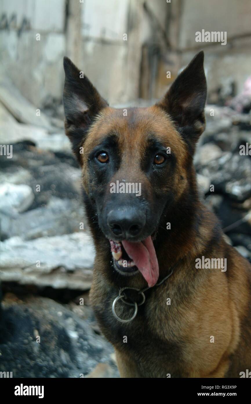 DEU, Deutschland, NRW: Spezielle Hund/officer Einheit der Geruch von Öl, Kraftstoff oder andere Flüssigkeiten, die Licht und Kraft zu erkennen Stockfoto