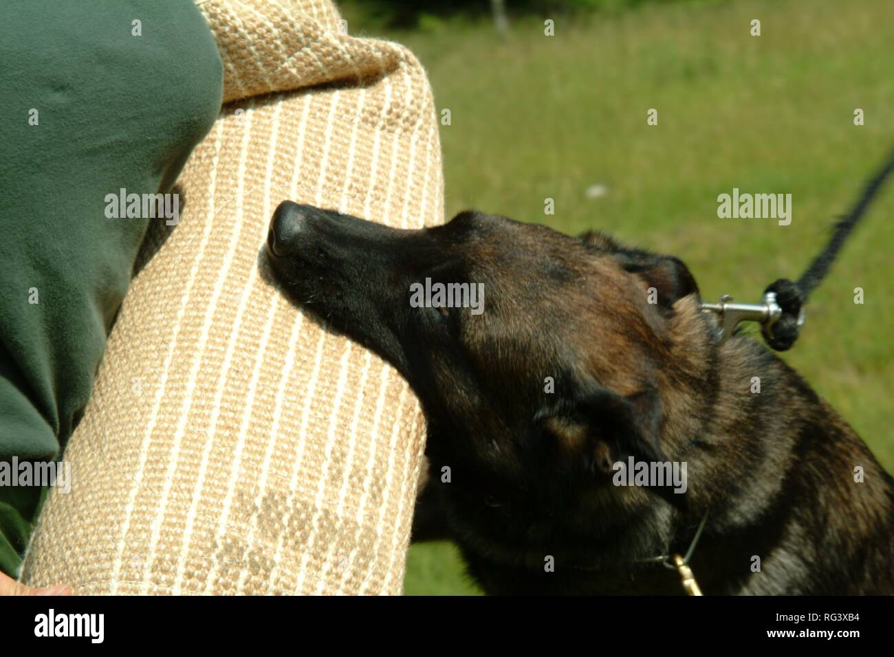 DEU, Deutschland, NRW: Polizei hund Akademie. Die Polizei Hunde lernen einen Verdächtigen durch Beißen in seinem Arm zu stoppen. Polizeihunde, K9Unit. Stockfoto