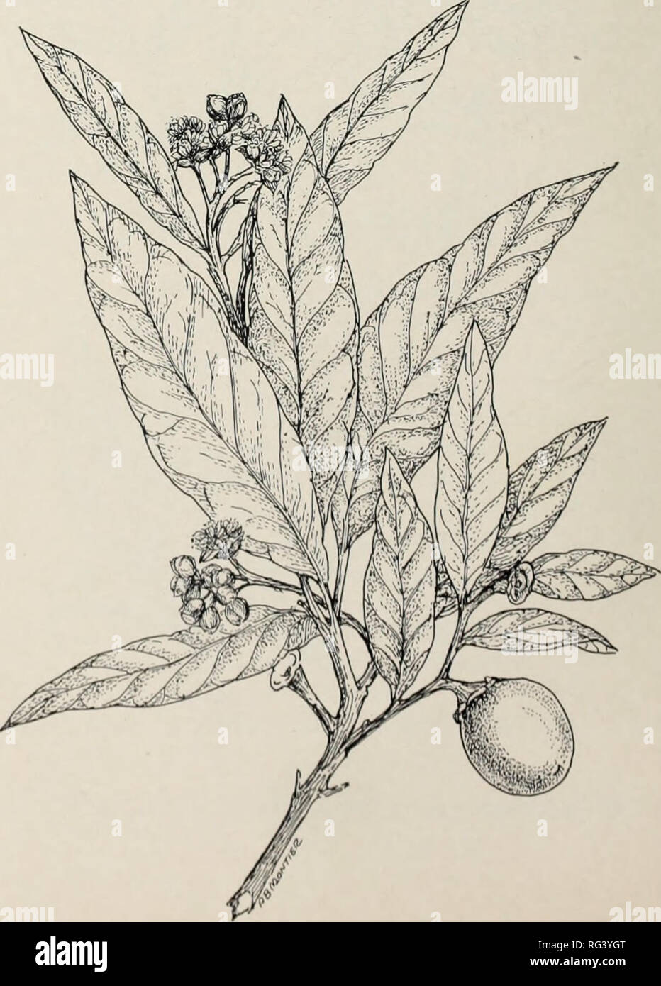 . Kalifornien Bereich brushlands und durchsuchen Pflanzen. Durchsuchen (Tierfutter); Pinsel; Futterpflanzen. Rechts stammt von einem holzigen Basis. Lineare Blätter, d' - • Zoll lang, zylindrisch, fleischig, dünn seidig behaart, wenn Junge, glatt im Alter. Blumen Solitär oder in den 2. und 3. die in den Blattachseln, weiss behaart. Kelch erweiterten Obst und anhaltend, mit 5 Lüfter - wie papery Flügel, grob verzahnt sind. Verteilung (Karte auf Seite 63). Diese Anlage ist relativ selten in Kalifornien. Es tritt auf trockenen Alkali flats und versalzte Böden im Inyo, San Bernardino, und Lassen den Grafschaften. Es erstreckt sich ostwärts zu Colora Stockfoto