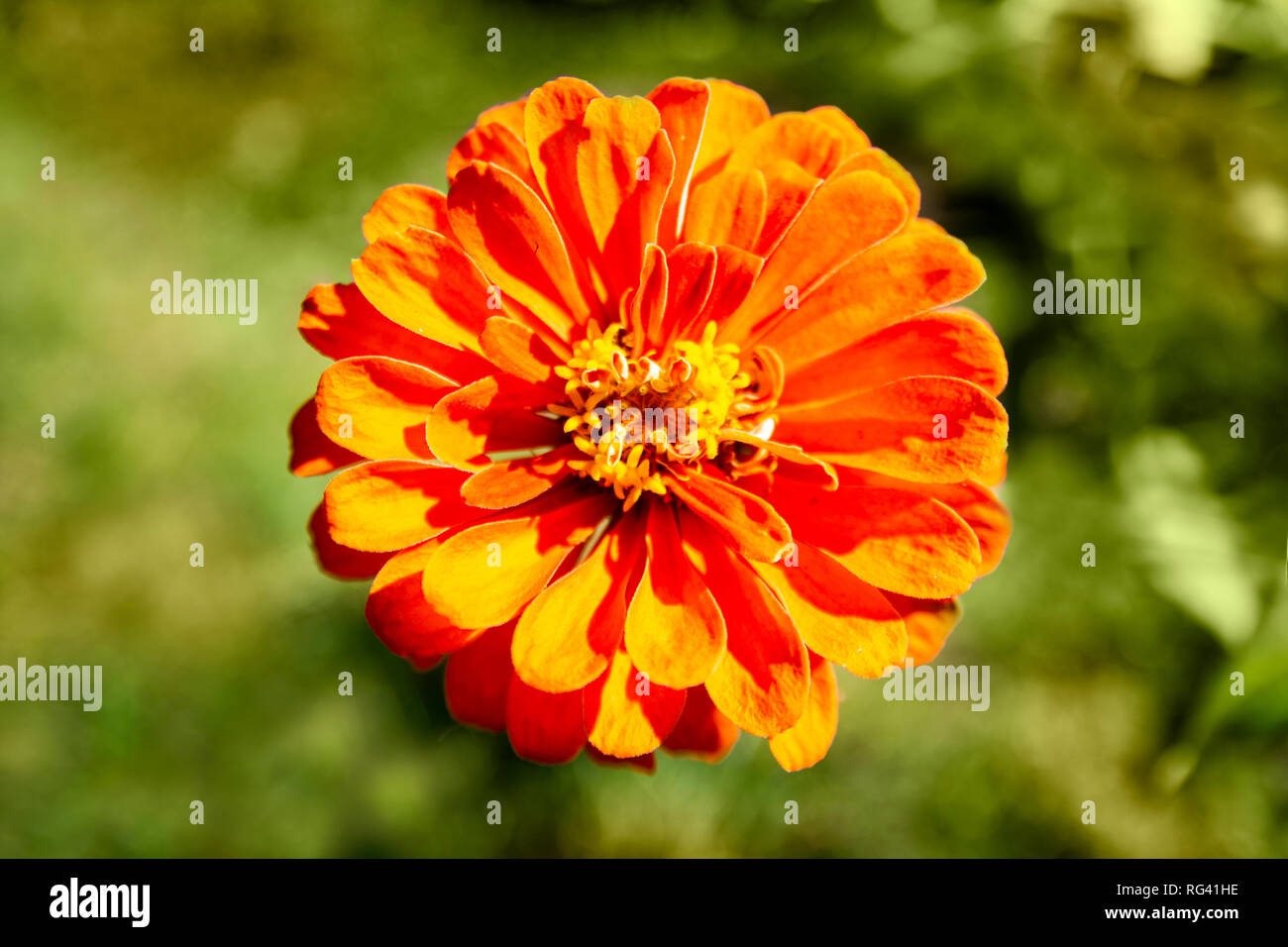 Makro Foto einer orange Zinnia Blume Stockfoto