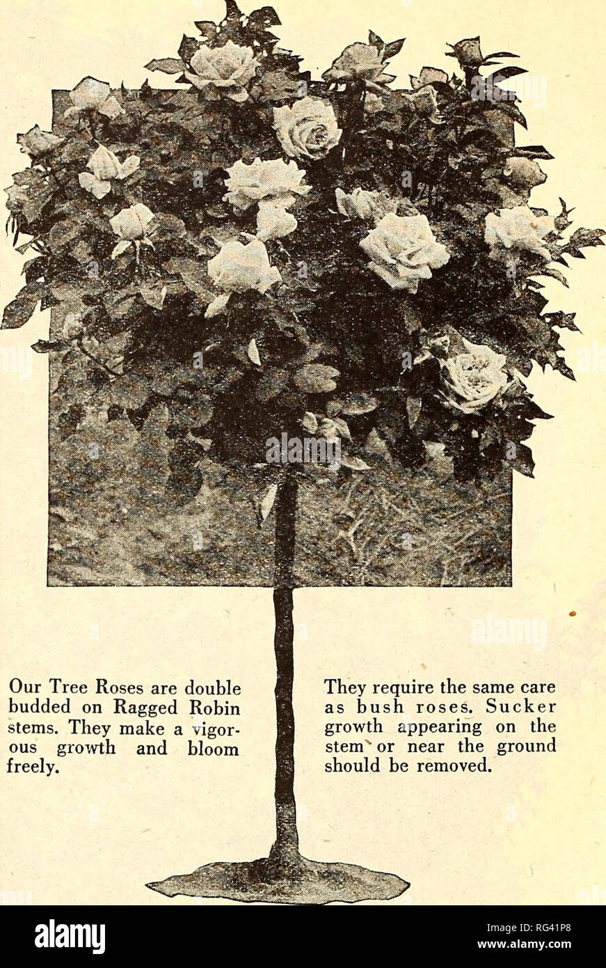 Hochstammrosen Stockfotos & Hochstammrosen Bilder - Alamy