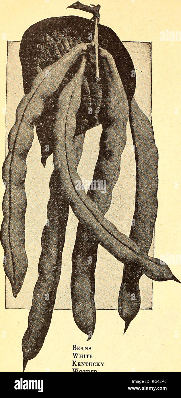 Seeds Karob Baum 10 Samen Saatgut Johannisbrotbaum Ceratonia Siliqua