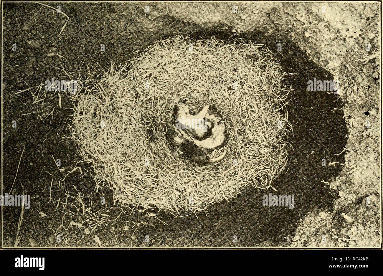 . Kalifornien Eichhörnchen: ein Bulletin Umgang mit Lebensgeschichten, die Gewohnheiten und die Kontrolle über die Eichhörnchen von Kalifornien/[von J. Grinnell, J, Dixon und andere]. Die EICHHÖRNCHEN OP KALIFORNIEN. 617 waren groß und offensichtlich von großer Alter, da die foxtail Blätter und Stängel komponieren die Nester waren alt und in kurzen Bits. Eines dieser Nester gemessen 12 x 10 x 8 cm und 6 x 5 x 4 Zoll innen, während die anderen 12 x 12 x 7 Zoll aussen gemessen und 6 x 4 x 5 Zoll innen. Das dritte Nest war alt, nur eine flache Matte von unten mit Füßen bits foxtail stammt. Die Stockfoto