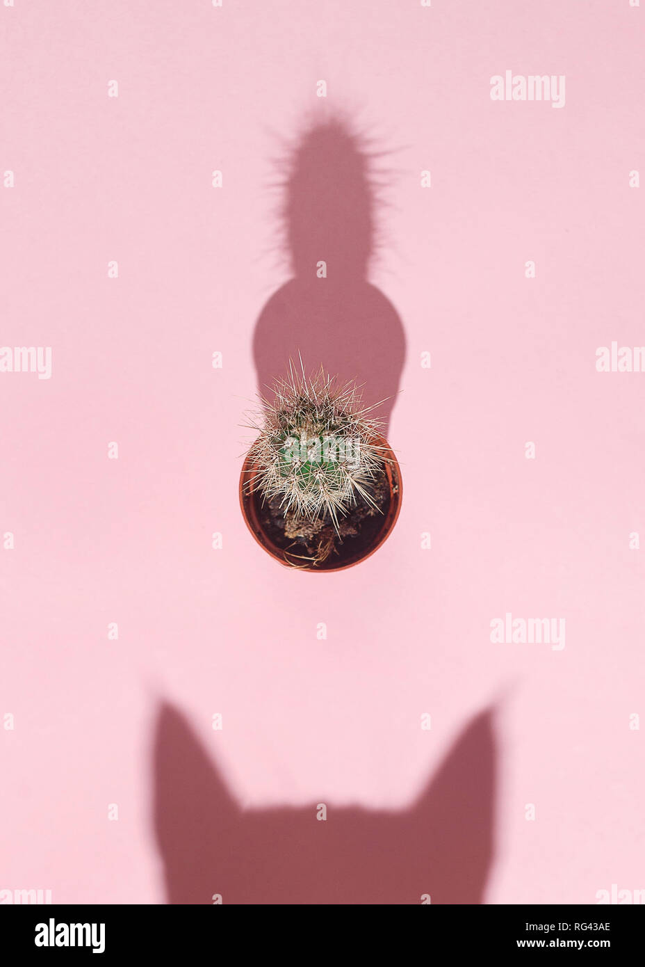 Cat vs Kaktus. Neugierige Katze shadow und kleinen Kaktus auf rosa Hintergrund. Hartes Licht. Ansicht von oben. Flach. Curiousity Konzept. Stockfoto