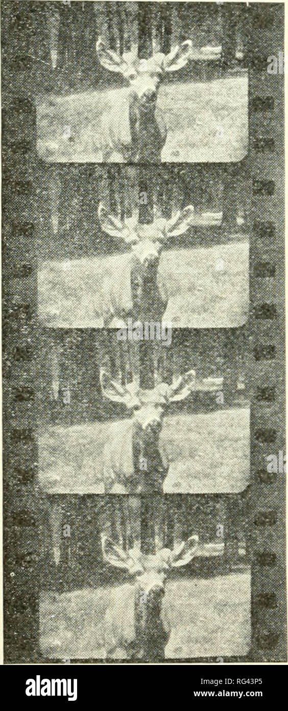 . Kalifornien Fisch und Wild. Fischerei - Kalifornien; Spiel und Spiel - Vögel - Kalifornien; Fische - Kalifornien; Tier Bevölkerungsgruppen; Pêches; Gibier; Poissons. 86 PISH UND DER KOMMISSION. 1924 Biennial Report comprisine; 112 Seiten Avas zusammengestellt und im Herbst 1924 issned. Drei Fische Bulletins, zahlen acht, neun und zehn unserer redaktionellen Betreuung gehabt haben. Lehrer Bulletin Nummer Acht', 'Fisch und Wild Gesetze und die Gründe für Sie, "Im Frühjahr 1926 ausgestellt wurde und die Beurteilung durch die zahlreichen Anfragen von Schulen hat eine wichtige Notwendigkeit gefüllt. Pläne werden für die Rück Stockfoto