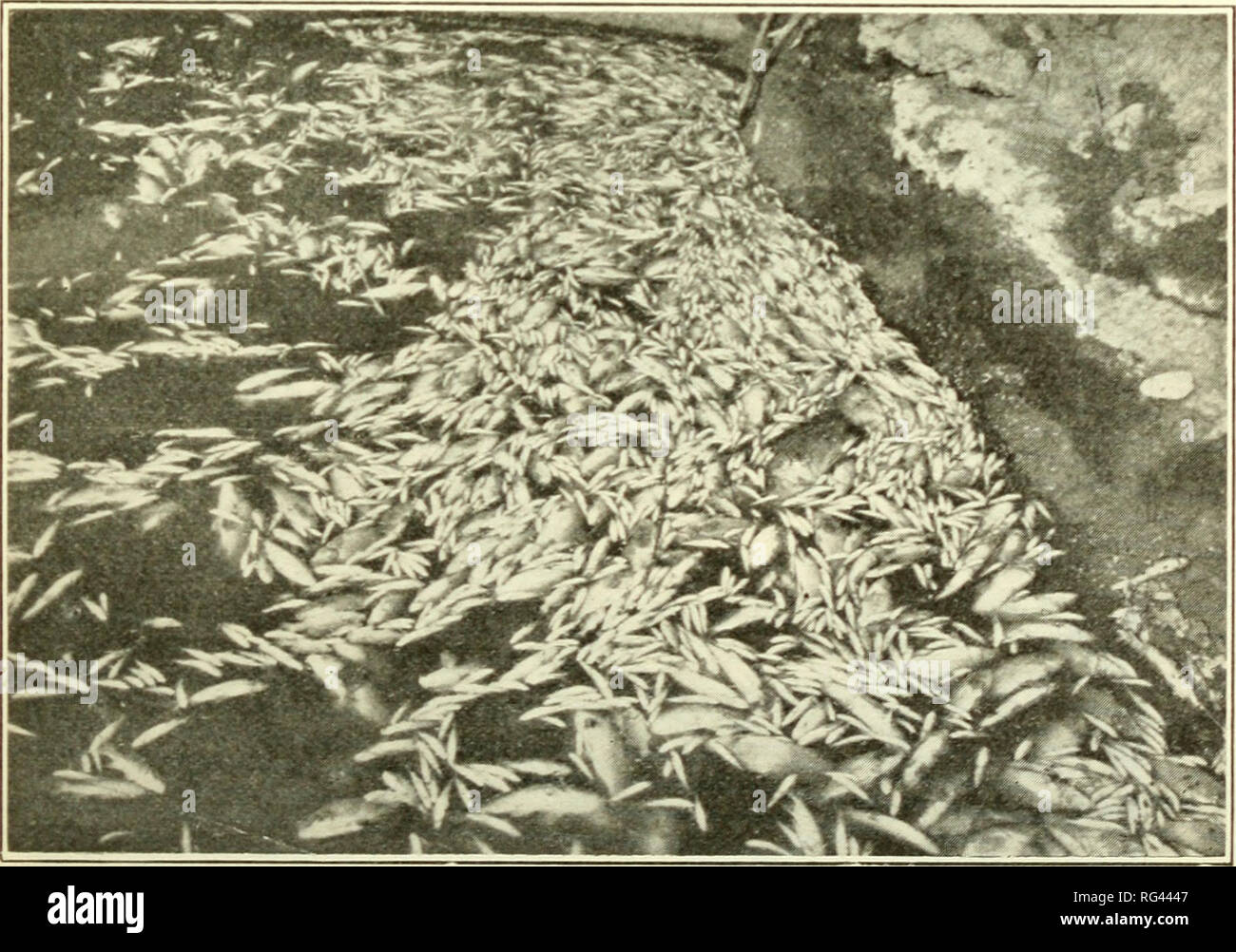 . Kalifornien Fisch und Wild. Fischerei - Kalifornien; Spiel und Spiel - Vögel - Kalifornien; Fische - Kalifornien; Tier Bevölkerungsgruppen; Pêches; Gibier; Poissons. TWENTY-EIGHTH BIENNIAL REPORT. 77 Eine Epidemie unter den räuberischen Tiere in El Dorado County im Frühjahr 1924 wurde das Ergebnis der Tollwut, wie durch einen positiven Test auf einem Kalifornien Gray fox hat gezeigt wurde. Die Abteilung weiterhin Daten über die jährliche Rehe töten zu kompilieren, auf die Jagd Unfälle und über die Arbeit der wissenschaftlichen Sammler. Respektvoll eingereicht. Harold C. Bryant, in Bildung, Öffentlichkeitsarbeit und Forschung. SA Stockfoto