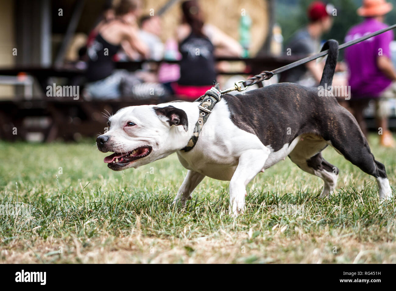 Siambull Hündin. Die Siambull ist eine Schöpfung aus der Staffordshire Bullterrier, Boston Terrier und ein wenig von der Patterdale Terrier. Stockfoto