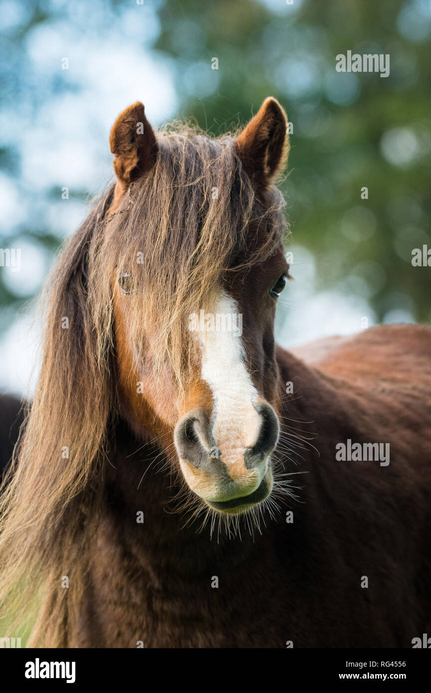 Porträt eines braunen Pferdes mit Haar in die Augen Stockfoto