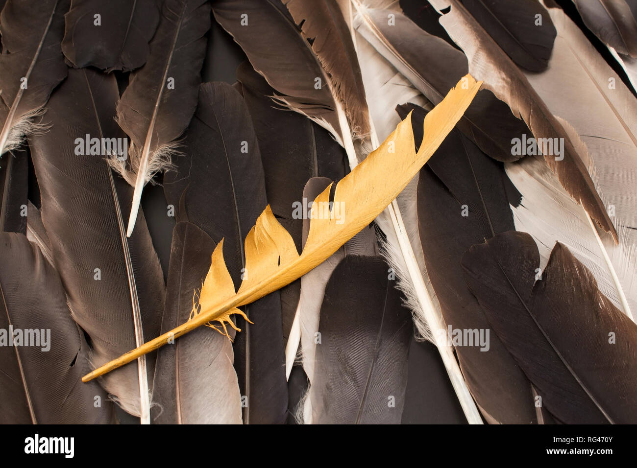 Konzept der Individualität, Federn und Gold Feder. Stockfoto