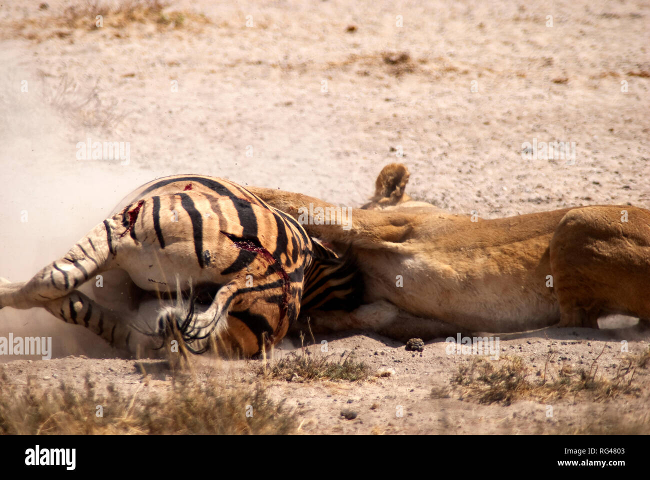 Löwin (Panthera leo) tötet Zebra am Wasserloch Salvadora, Etosha National Park, Namibia Stockfoto