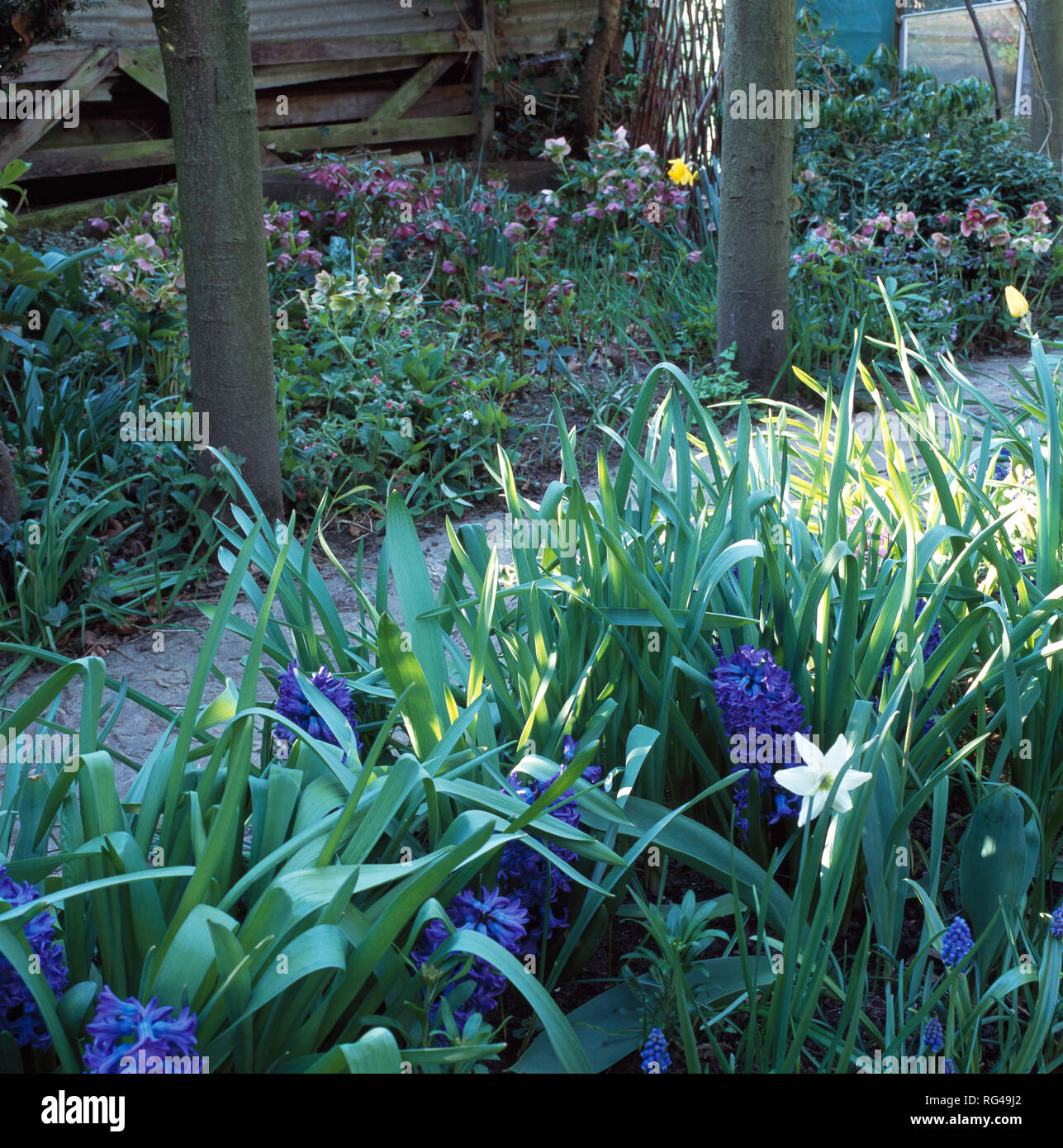 Blaue Hyazinthen und Narzissen in der Creme eine Feder Grenze Stockfoto
