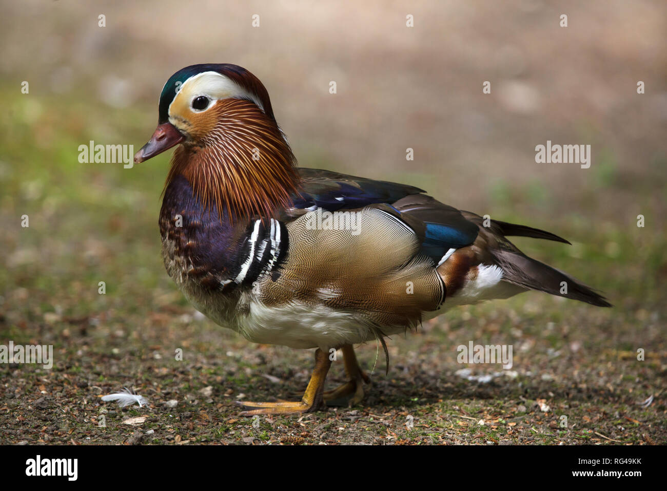 Mandarinente (Aix galericulata). Wildlife Vogel. Stockfoto